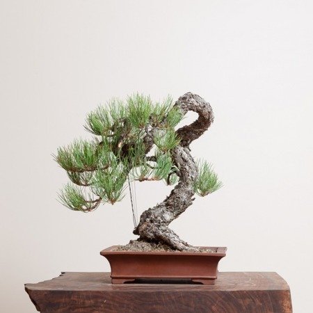 Bonsai - pine tree, 25 pcs.