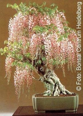 Bonsai - Wisteria Chińska, 4szt