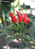 Chili - Capsicum frutescens, 20 seeds